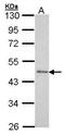 Serum Response Factor antibody, PA5-27307, Invitrogen Antibodies, Western Blot image 