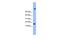 Transmembrane Protein 42 antibody, GTX45718, GeneTex, Western Blot image 