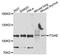 Integrin Subunit Alpha E antibody, STJ111975, St John