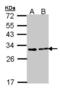 FKBP Prolyl Isomerase 3 antibody, orb94316, Biorbyt, Western Blot image 