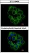 Killer Cell Immunoglobulin Like Receptor, Two Ig Domains And Short Cytoplasmic Tail 2 antibody, GTX119433, GeneTex, Immunofluorescence image 