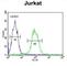 Transmembrane Protein 150A antibody, abx034340, Abbexa, Western Blot image 