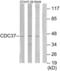 Cell Division Cycle 37 antibody, LS-C119440, Lifespan Biosciences, Western Blot image 