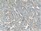 Syntaxin-binding protein 6 antibody, 10976-4-AP, Proteintech Group, Immunohistochemistry paraffin image 