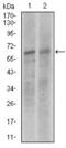 Kelch Like ECH Associated Protein 1 antibody, GTX60660, GeneTex, Western Blot image 