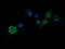 Matrix-remodeling-associated protein 2 antibody, LS-C174641, Lifespan Biosciences, Immunofluorescence image 