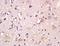 Solute Carrier Family 2 Member 1 antibody, orb157188, Biorbyt, Immunohistochemistry paraffin image 