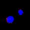 Interferon Gamma antibody, MAB2300, R&D Systems, Immunofluorescence image 