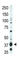 Lysophosphatidic Acid Receptor 1 antibody, abx032698, Abbexa, Western Blot image 