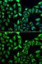 GDA antibody, GTX33233, GeneTex, Immunofluorescence image 