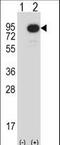 Mitogen-Activated Protein Kinase Kinase Kinase 2 antibody, LS-C164453, Lifespan Biosciences, Western Blot image 