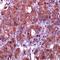 Caspase 10 antibody, PA5-32293, Invitrogen Antibodies, Immunohistochemistry paraffin image 