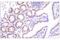 SET Domain Containing 2, Histone Lysine Methyltransferase antibody, 89680S, Cell Signaling Technology, Immunohistochemistry paraffin image 