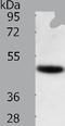 TNF Receptor Associated Factor 1 antibody, TA324108, Origene, Western Blot image 