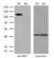 Sirtuin 1 antibody, MA5-27217, Invitrogen Antibodies, Western Blot image 