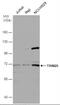 Tripartite Motif Containing 25 antibody, NBP1-32050, Novus Biologicals, Western Blot image 