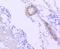 B-Raf Proto-Oncogene, Serine/Threonine Kinase antibody, A00075-2, Boster Biological Technology, Immunohistochemistry frozen image 