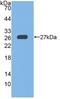 Glutathione Peroxidase 6 antibody, LS-C726956, Lifespan Biosciences, Western Blot image 