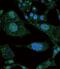 Notch Receptor 3 antibody, PA5-13203, Invitrogen Antibodies, Immunofluorescence image 