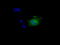 Nitrilase Family Member 2 antibody, TA501097, Origene, Immunofluorescence image 