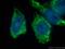 NADH:Ubiquinone Oxidoreductase Subunit B4 antibody, 27931-1-AP, Proteintech Group, Immunofluorescence image 