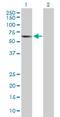 T-complex protein 11 antibody, H00006954-B01P, Novus Biologicals, Western Blot image 