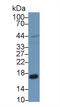 Peroxiredoxin 5 antibody, LS-C298490, Lifespan Biosciences, Western Blot image 