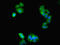 Lactamase Beta 2 antibody, orb355407, Biorbyt, Immunocytochemistry image 