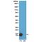 Histone Cluster 4 H4 antibody, M14495-6, Boster Biological Technology, Western Blot image 