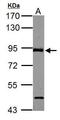 ABR Activator Of RhoGEF And GTPase antibody, GTX100031, GeneTex, Western Blot image 