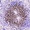 CD5 Molecule antibody, PA5-78990, Invitrogen Antibodies, Immunohistochemistry paraffin image 
