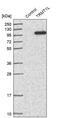 TRNA Methyltransferase 1 Like antibody, PA5-55397, Invitrogen Antibodies, Western Blot image 