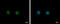 Chromosome 17 Open Reading Frame 49 antibody, GTX122496, GeneTex, Immunocytochemistry image 