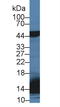 Surfactant Protein D antibody, LS-C722966, Lifespan Biosciences, Western Blot image 