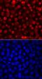 PR/SET Domain 1 antibody, MAB36081, R&D Systems, Immunofluorescence image 