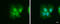 ISG15 Ubiquitin Like Modifier antibody, GTX121474, GeneTex, Immunofluorescence image 