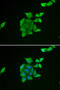 Tumor Suppressor 2, Mitochondrial Calcium Regulator antibody, 22-679, ProSci, Immunofluorescence image 