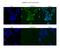 Homeobox B7 antibody, 28-077, ProSci, Western Blot image 