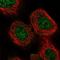 WD Repeat Domain 91 antibody, NBP1-83181, Novus Biologicals, Immunofluorescence image 