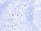 Myeloid Associated Differentiation Marker antibody, MBS438001, MyBioSource, Immunohistochemistry frozen image 