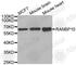 RAN Binding Protein 10 antibody, A3474, ABclonal Technology, Western Blot image 