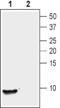 Nucleobindin 2 antibody, PA5-77384, Invitrogen Antibodies, Western Blot image 