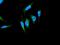 Serpin Family H Member 1 antibody, ab109117, Abcam, Immunofluorescence image 