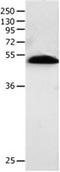 BPI Fold Containing Family B Member 2 antibody, orb107544, Biorbyt, Western Blot image 