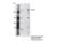 Tet Methylcytosine Dioxygenase 3 antibody, 85016S, Cell Signaling Technology, Immunoprecipitation image 