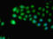 Indoleamine 2,3-Dioxygenase 2 antibody, LS-C369814, Lifespan Biosciences, Immunofluorescence image 