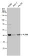 Interleukin 12B antibody, GTX130093, GeneTex, Western Blot image 