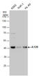 Interleukin 12B antibody, GTX130093, GeneTex, Western Blot image 