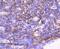 Actin Alpha 2, Smooth Muscle antibody, NBP2-67440, Novus Biologicals, Immunohistochemistry paraffin image 