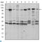 Fucose Kinase antibody, LS-C812610, Lifespan Biosciences, Western Blot image 